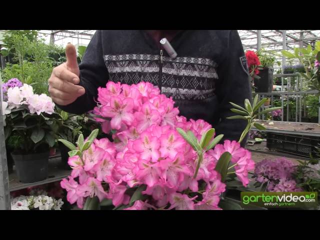Rhododendron Hybride Campanile - YouTube