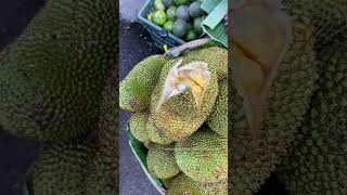 Download Lagu Super secret creamy jackfruit variety for $2/kg in Vietnam #asia #zen #fruit MP3