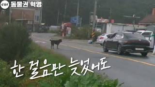 똑똑한 유기견을 잡기 위한 단 한 번의 기회