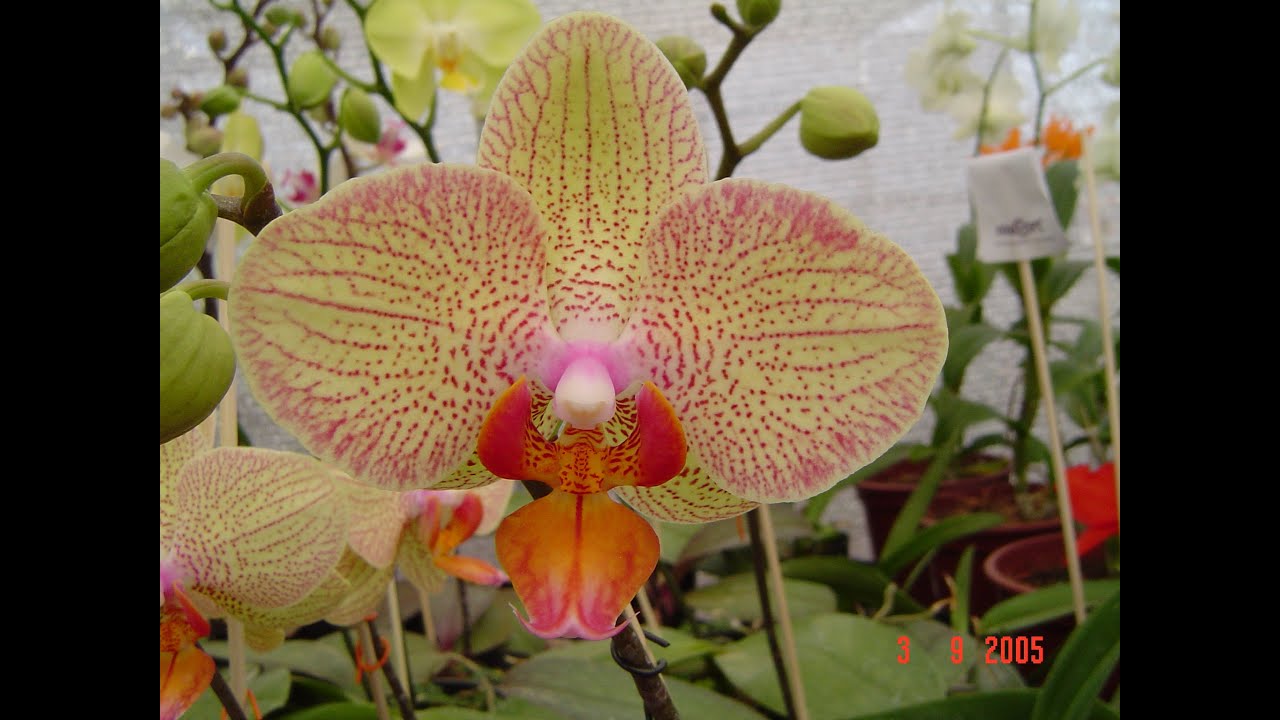 Orquídeas Borboleta (Phalaenopsis) - Como Cultivar e Florir