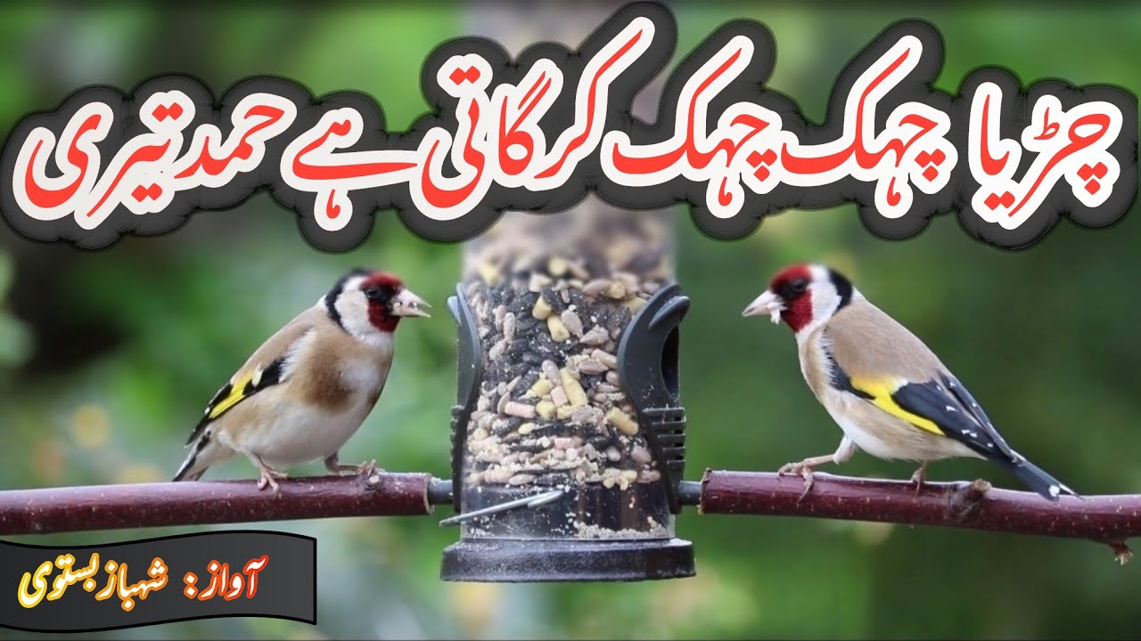 Beautifull & Hearttouching Hamd ❤️ | Chidiya Chahak Chahak Kar Gati Hai Hamd Teri | Shahbaz Bastavi