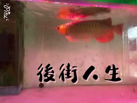 後街人生-英姐
