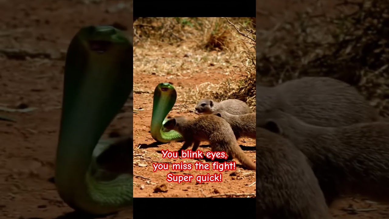 Mongoose Vs snake! 