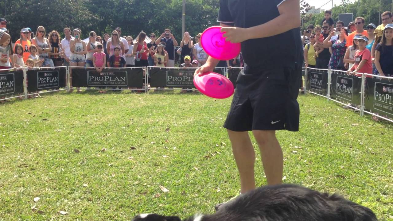 Dog Freestyle Frisbee Lucas e Pancho YouTube