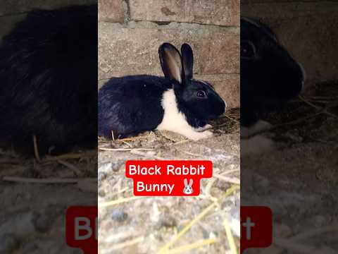 Black Rabbit Bunny #rabbit #rabbitbunnylove #rabbits #rabbitlife