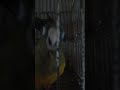 legendary  pássaro 🦜