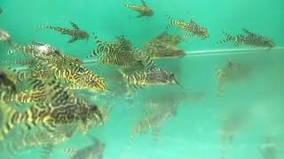 Ikan Hias Sapu Sapu Synodontis Aquascape