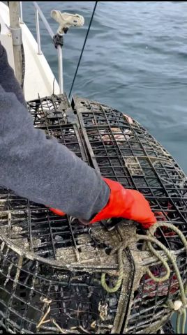 漁師たちがカニ泥棒を捕まえても逃がす理由 #ウルフイール