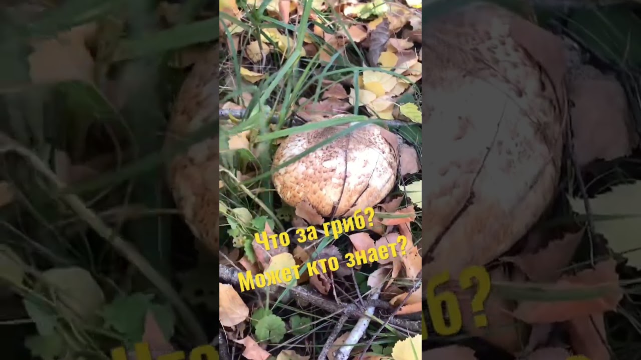 Съедобный или нет🍄?| Что за гриб 🍄 такой? | Может кто знает?| 