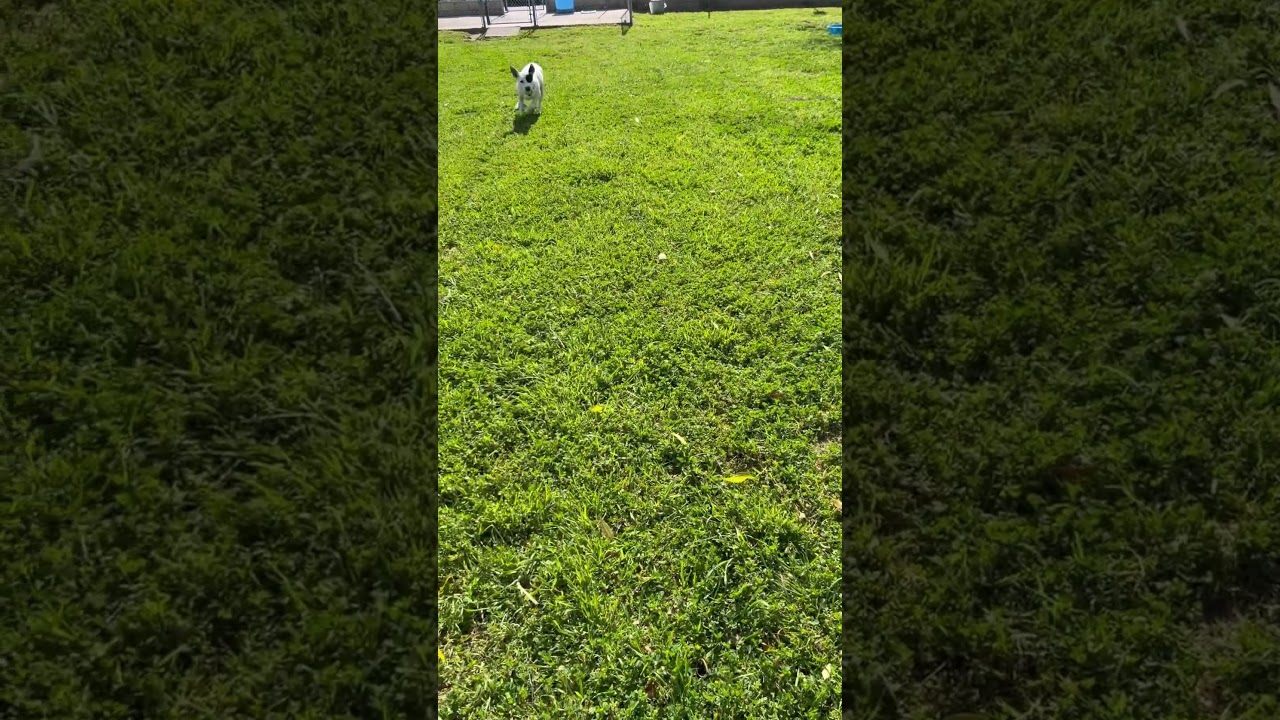 Dottie, Haven Pet Center, San Jacinto, Ca.