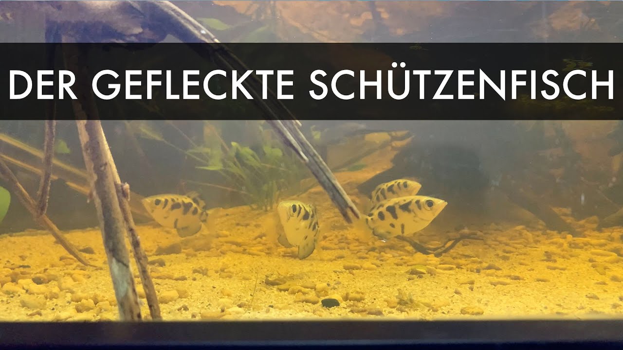 Gefleckter Schützenfisch | Toxotes chatareus