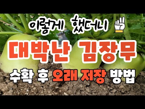 대박난김장무재배방법 김장무수확시기 김장무장기저장방법
