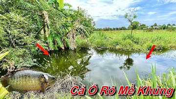 Câu cá rô đồng | Giật Cả Ổ Rô Mề Khủng To Bằng Bàn Tay . Huge checkered loaf as big as his hand