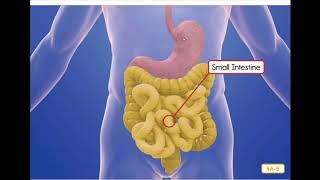 Human Body Lesson 4 Digestion