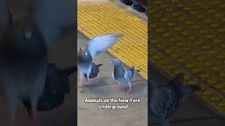 The weirdest animals in nyc subway 😂😂😂#funnyprank #funny #usa