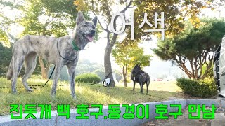 (진도 토종개 호구)마칸, (경주 토종개 동경이)이월이 만나는날 [6] The day (Jindogae) Marcan and (Dongkyung) Lee Wol meet