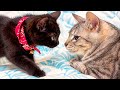 急に子猫がボス猫にブチギレて大変なことに。。