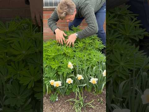 Ich liebe meine Lupinen