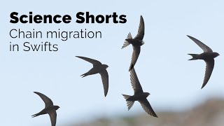 Chain Migration in Swifts