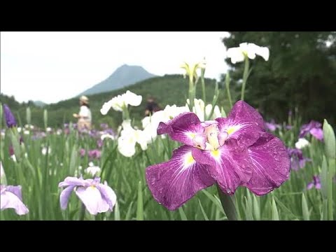 梅雨を彩るハナショウブ　「神楽女湖」で見ごろ　１万５０００株まもなく満開に　別府市・大分 (23/06/16 11:50)