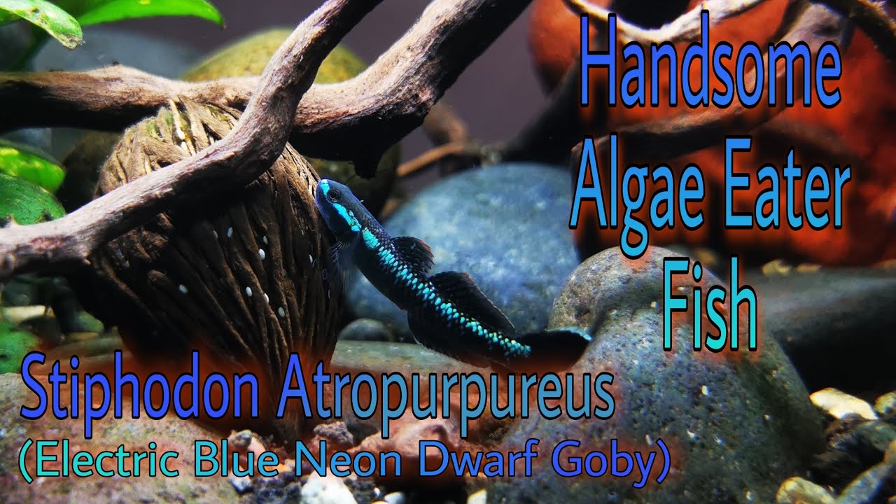 Stiphodon Atropurpureus (Electric Blue Neon Dwarf Goby) Profile