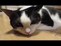 ねこじゃすり使ってみました　【ねこ cat】