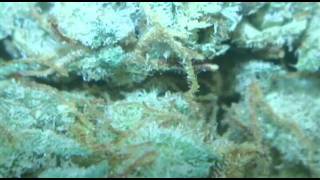 Heavy Hitters: Alien Fire OG from HHCC