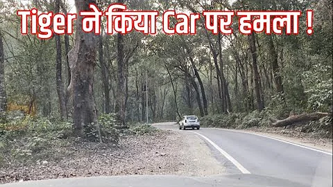 Tiger Attack on Car ! | Jim Corbett National Park Update | Latest Tiger Attack #tigerattack