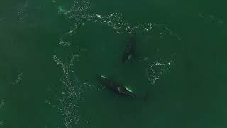 Killer whales off Orange County 1/9/24