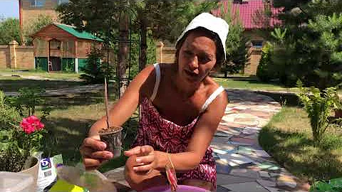 КАЛАДИУМ УХОД И ПЕРЕСАДКА