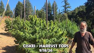 HARVESTING CISKEI TOPS - 9/18/26