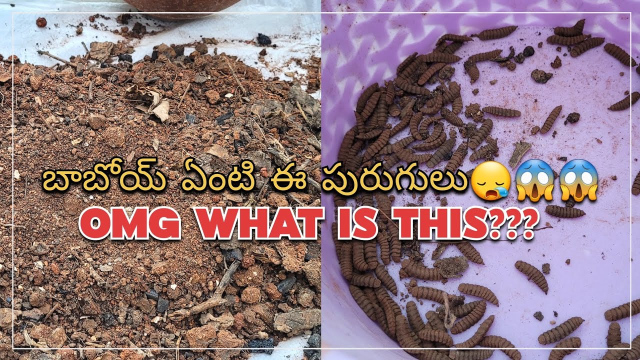 Baboi😱😱What is this??|compost bin | harvesting compost | black soldier fly| farming | kitchencompost