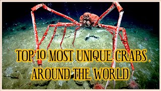 TOP 10 MOST UNIQUE CRABS AROUND THE WORLD