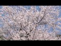 念仏宗無量寿寺(念佛宗) 総本山 佛教之王堂「桜花爛漫」Cherry Blossoms