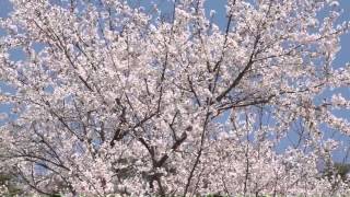 念仏宗無量寿寺(念佛宗) 総本山 佛教之王堂「桜花爛漫」Cherry Blossoms