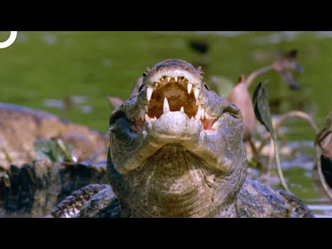 Hosts Of The Wilderness Episode 1 