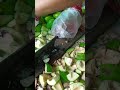 mango ktting #ytshorts #viral
