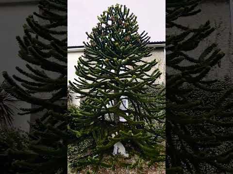 🐒 Monkey Puzzle