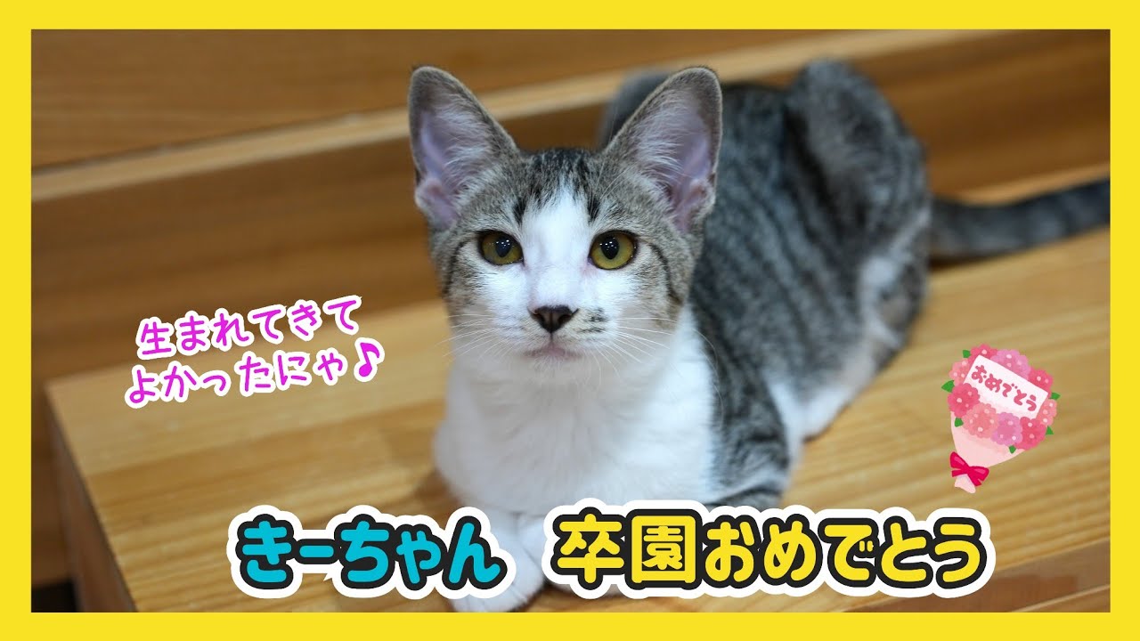 🔴 [Nicolira] Congratulations to Ki-chan on her graduation! Live