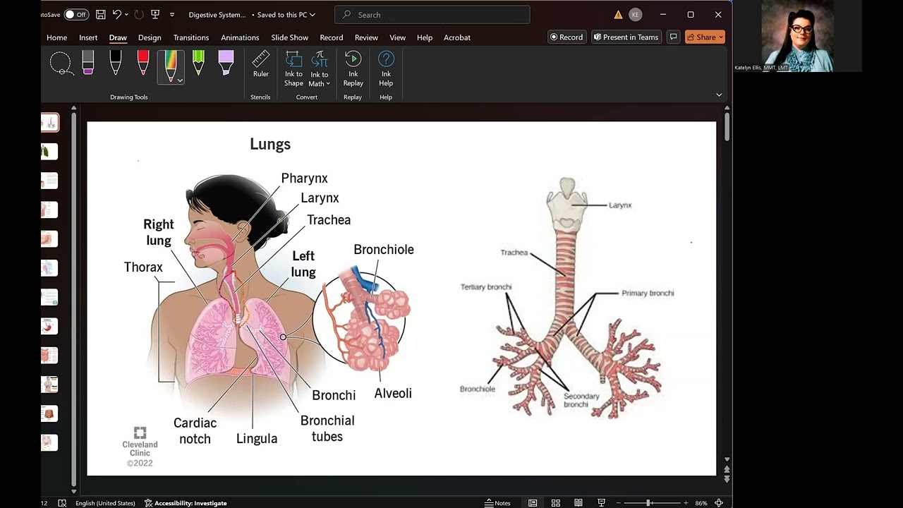 MBLEx Massage Therapy Tour of Respiratory System