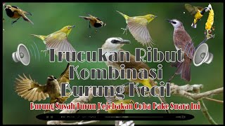 Suara  Pikat Trucukan Kombinasi Burung Kecil Paling Ampuh(Anti Zonk)