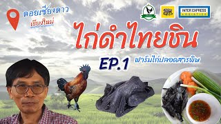 ไก่ดำจากเชียงใหม่ "ไก่ดำไทยชิน" EP.1