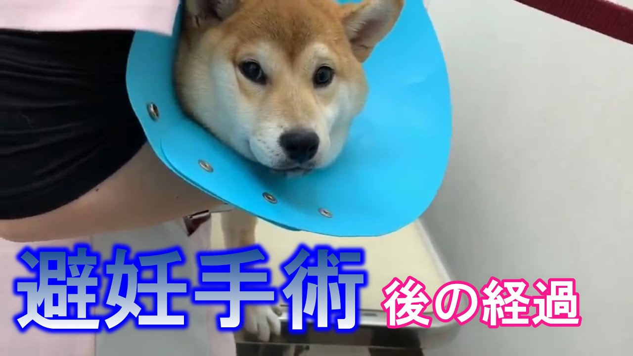 【柴犬子犬】豆ちゃん避妊手術後の経過観察 YouTube