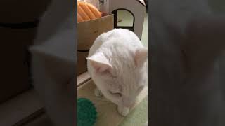 猫の抜け毛取りに人用のシリコンのマッサージブラシが使いやすかった（人用のセルライト予防のマッサージブラシを使ってみたら痛くないし、猫の毛がよく取れました）White Cat and fur ball.