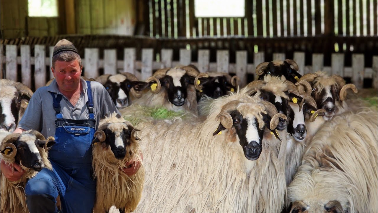 OILE LUI PETRE ȘOTÂNGĂ DE LA DÂLJA MARE (PETROȘANI), JUDEȚUL HUNEDOARA