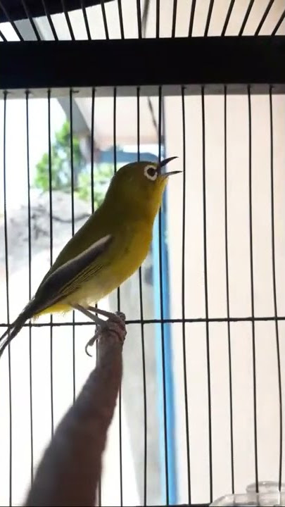 pleci ngalas gelatik batu rapet