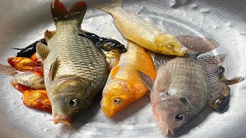 Kem Chanel ra bờ ao bắt cá được cá chép, cá sấu, con mèo, con vịt, cá vàng, con cua