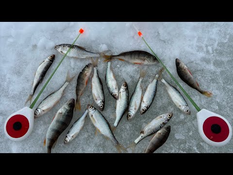 Как наловить живца для жерлиц. Дикий клев окуня и сорожки. #fishing #рыбалка #мотыль