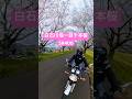 今年も白石川堤一目千本桜を愛車SR400で堪能しました!! #sr400 #桜の名所 #一目千本桜 #仙台 #桜 #insta360x4