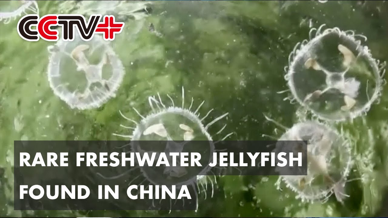 Rare Freshwater Jellyfish Found in Southwest China YouTube